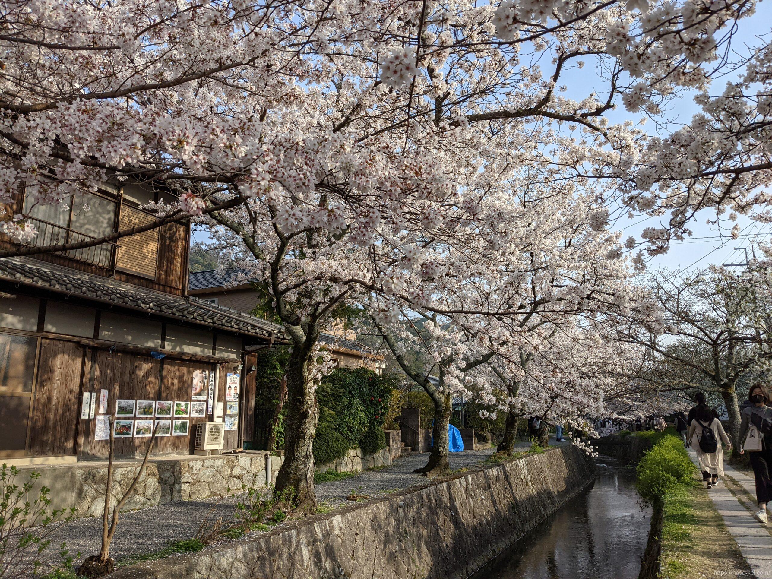 哲学の道 の桜ー 願いは叶う と知った 長谷ケイの日記 哲学の道 の桜ー 願いは叶う と知った 長谷ケイの日記