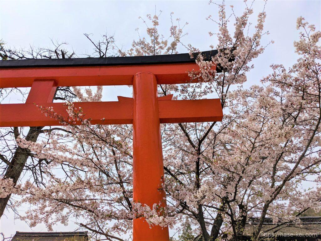 下鴨神社　桜